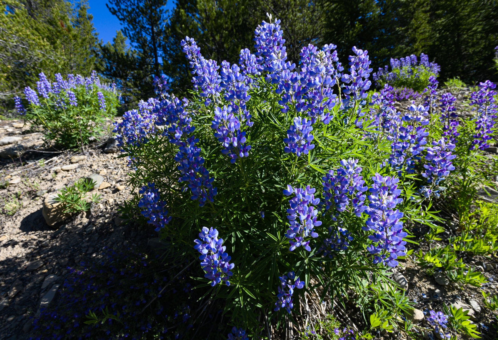 06_28_19 wildflowers1039.jpg